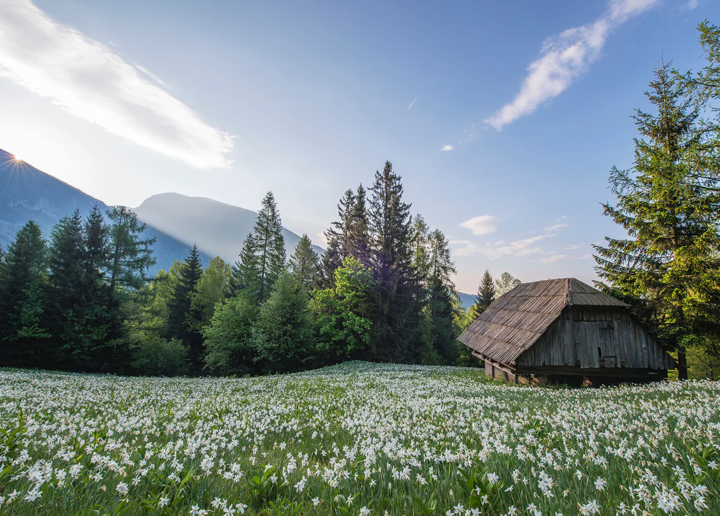 Meadow in the Mountains