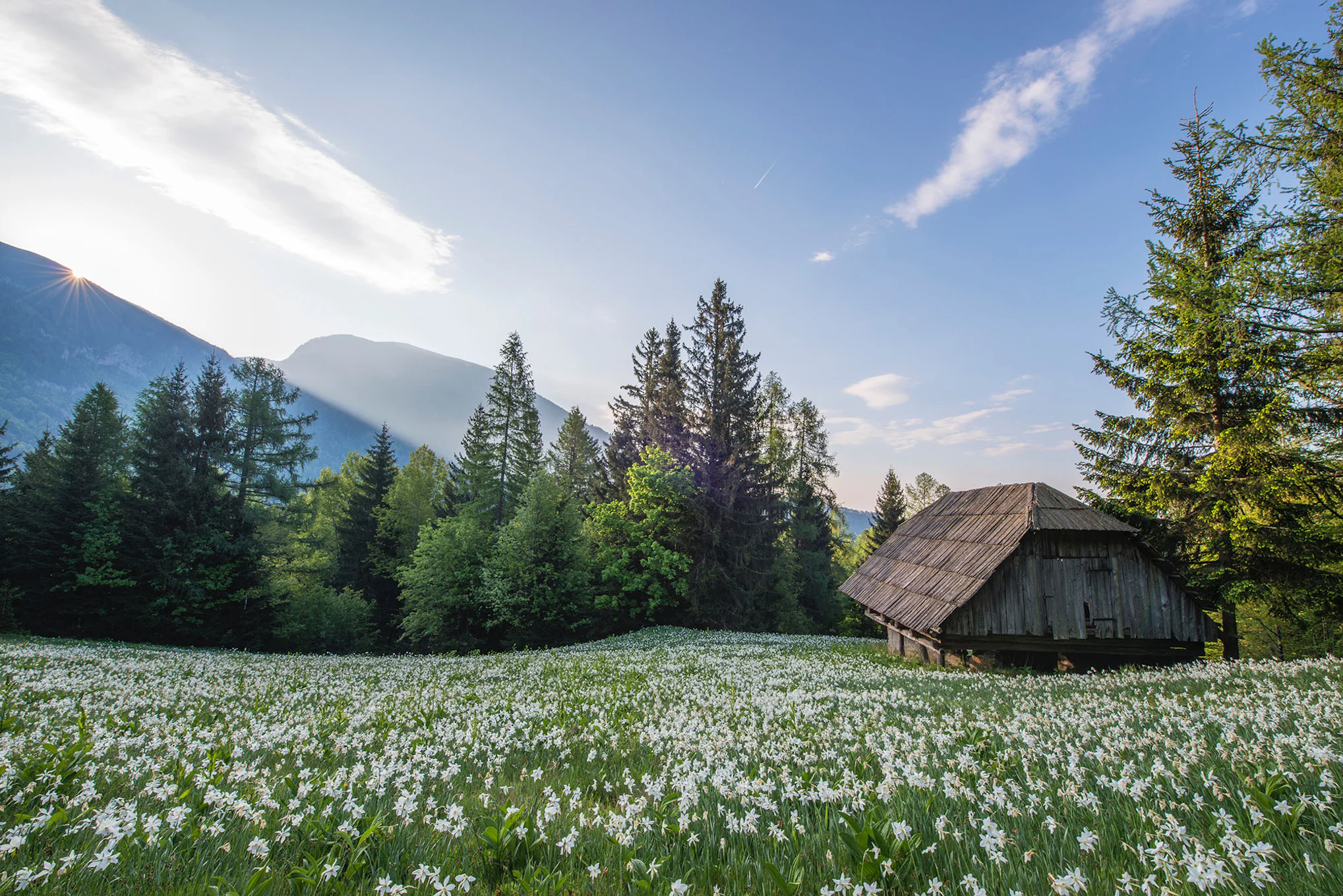 Meadow in the Mountains