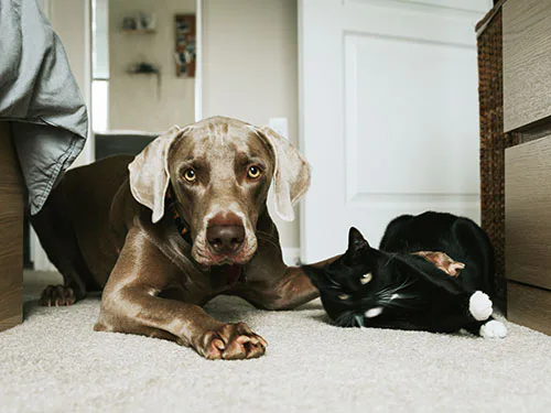 Dog and cat becoming friends