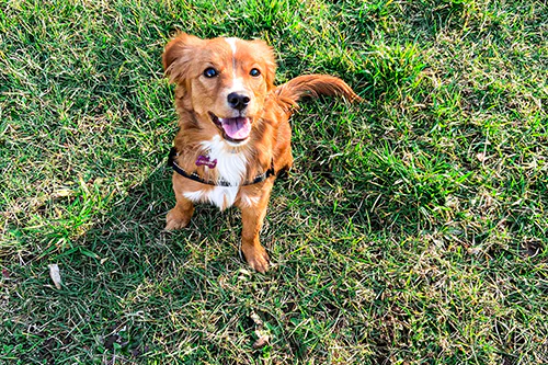 Happy dog sitting in grass