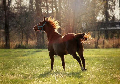Thoroughbred running in open field Ocala one of the best cities to live in Florida